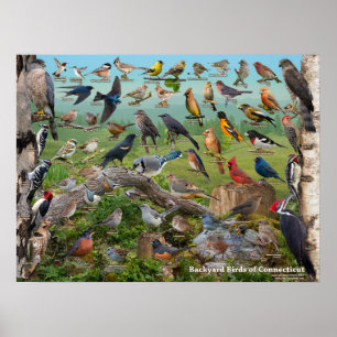 Backyard Birds of Connecticut Poster