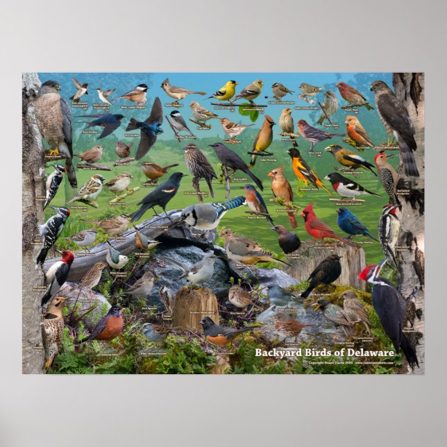 Backyard Birds of Delaware Poster (Front)