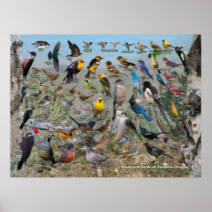 Backyard Birds of Eastern Oregon Poster
