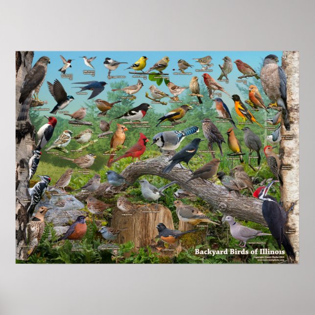 Backyard Birds of Illinois Poster (Front)