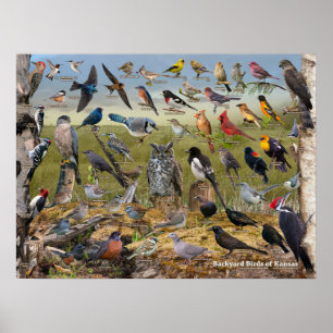 Backyard Birds of Kansas Poster