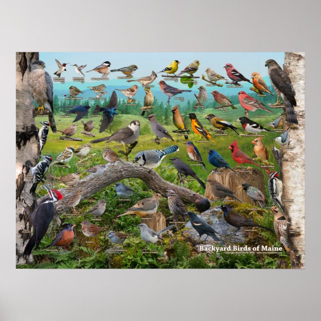Backyard Birds of Maine Poster (Front)