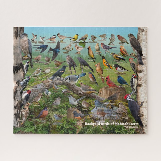 Backyard Birds of Massachusetts Jigsaw Puzzle (Horizontal)