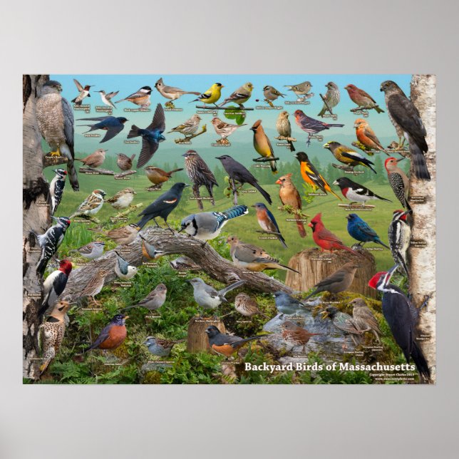 Backyard Birds of Massachusetts Poster (Front)