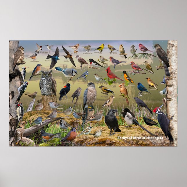 Backyard Birds of Minnesota Poster (Front)