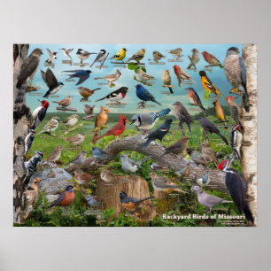 Backyard Birds of Missouri Poster