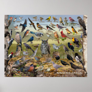 Backyard Birds of Nebraska Poster