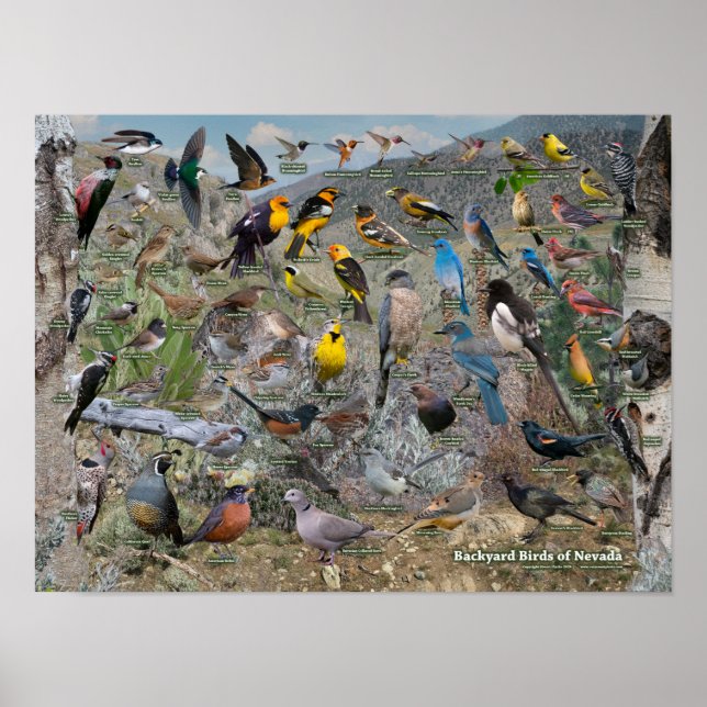 Backyard Birds of Nevada Poster (Front)