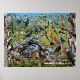 Backyard Birds of New Jersey Poster