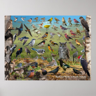 Backyard Birds of North Dakota Poster