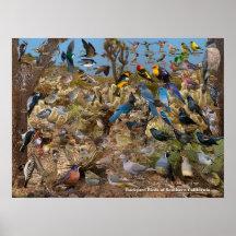 Backyard Birds of Southern California