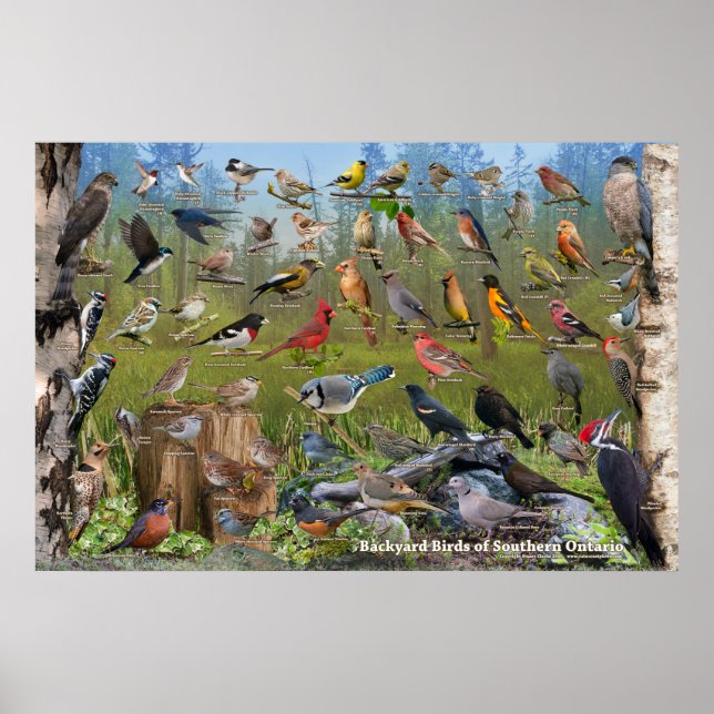 Backyard Birds of Southern Onario Poster (Front)