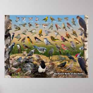 Backyard Birds of the North Poster