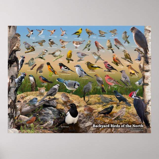 Backyard Birds of the North Poster (Front)