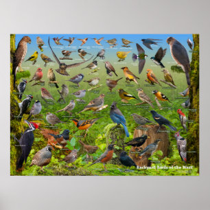 Backyard Birds of the West Poster