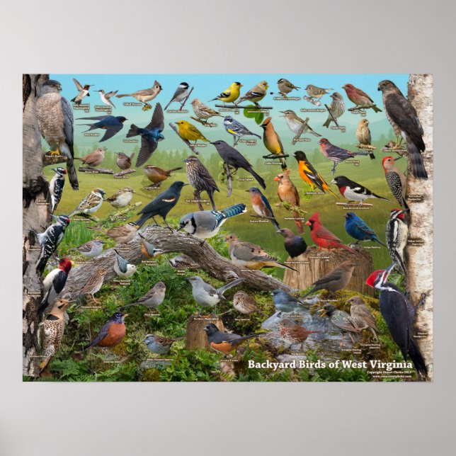 Backyard Birds of West Virginia Poster (Front)