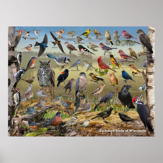 Backyard Birds of Wisconsin Poster (Front)