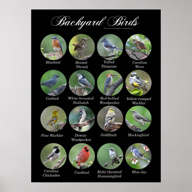 Backyard Birds Poster (Front)