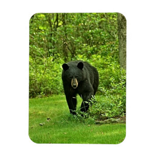 Backyard Black Bear Magnet