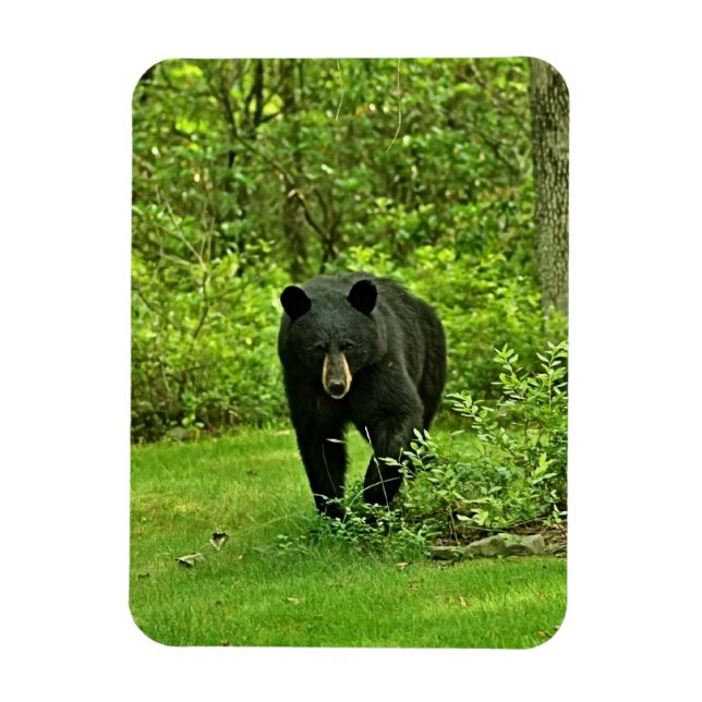 Backyard Black Bear Magnet (Vertical)