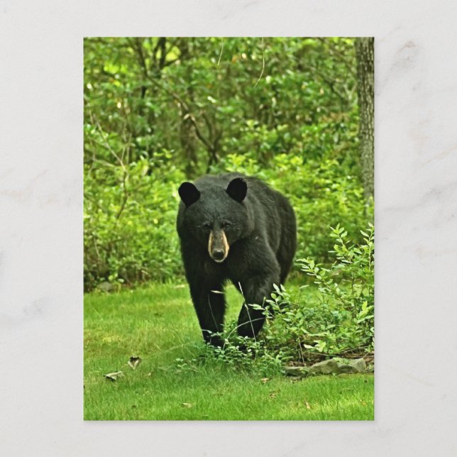 Backyard Black Bear Postcard (Front)