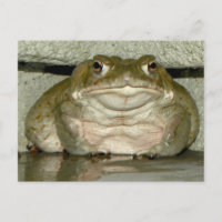Backyard Bufo alvarius - Colorado River Toad