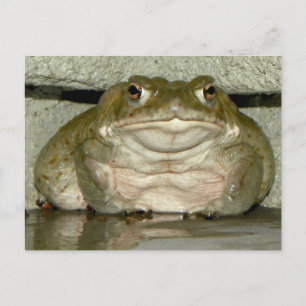 Backyard Bufo alvarius - Colorado River Toad Postcard