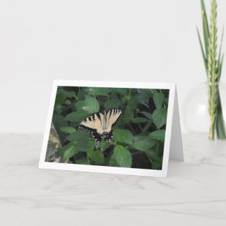Backyard Butterfly Card