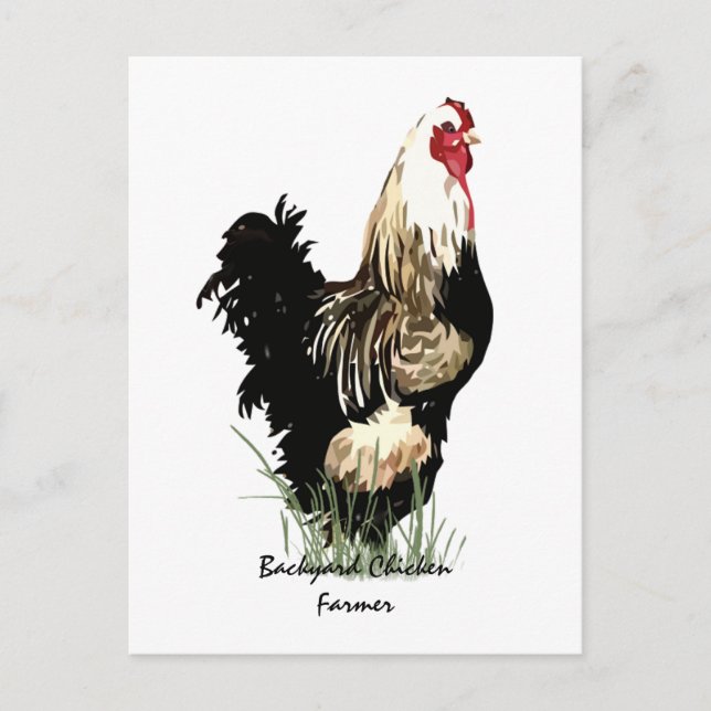 Backyard Chicken Farmer with Rooster Design Postcard (Front)