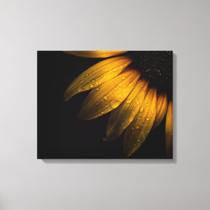 Backyard Flowers 28 Sunflower Canvas Print