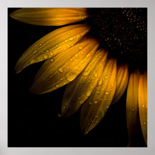 Backyard Flowers 28 Sunflower Poster