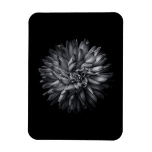 Backyard Flowers In Black And White 20 Magnet