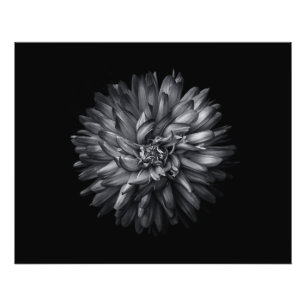 Backyard Flowers In Black And White 20 Photo Print
