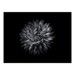 Backyard Flowers In Black And White 20 Poster