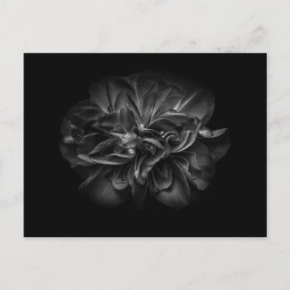 Backyard Flowers In Black And White 67 Postcard