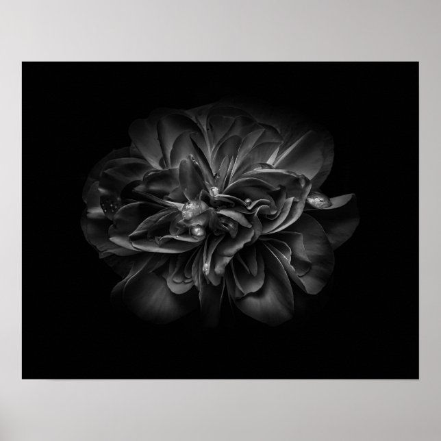 Backyard Flowers In Black And White 67 Poster (Front)