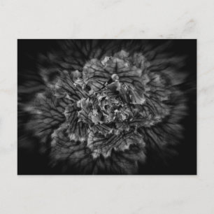 Backyard Flowers In Black And White No 42 Flow Postcard