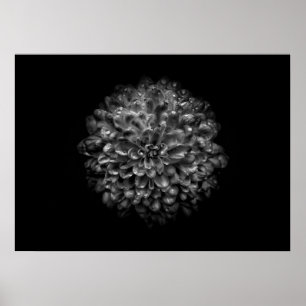 Backyard Flowers In Black And White No 46 Poster