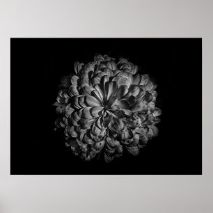 Backyard Flowers In Black And White No 48 Poster