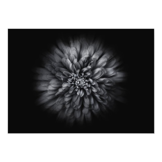 Backyard Flowers In Black And White No 68 Flow Photo Print (Front)