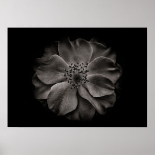 Backyard Flowers In Black And White No 84 Poster