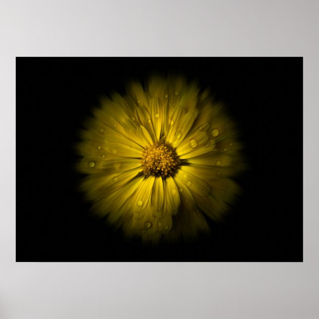 Backyard Flowers No 10 Colour Flow Version Poster (Front)
