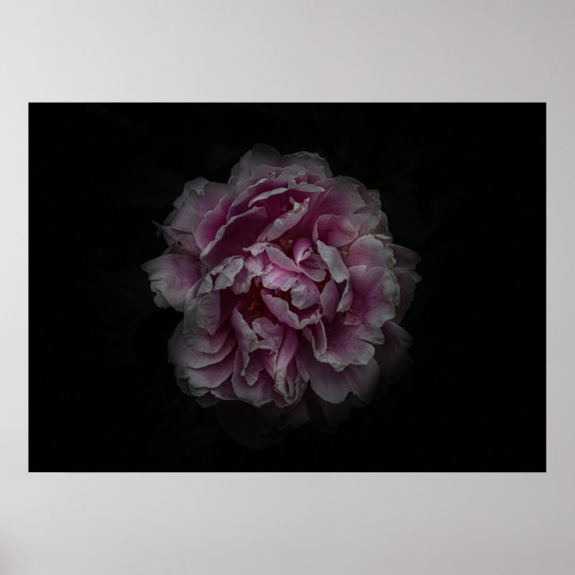 Backyard Flowers No 115 Colour Version Poster (Front)