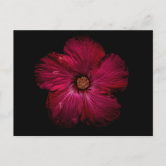 Backyard Flowers No 122 Color Version Postcard