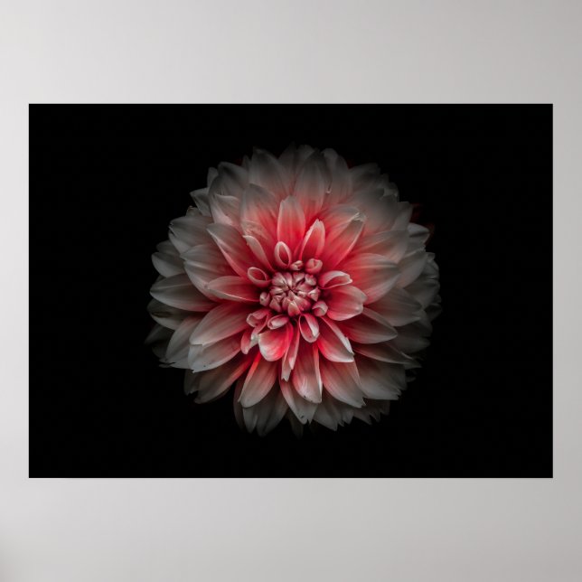 Backyard Flowers No 125 Colour Version Poster (Front)