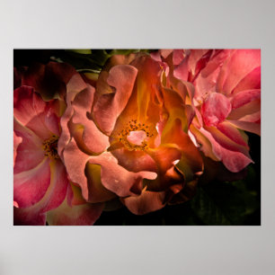 Backyard Flowers No 40 Colour Version Poster