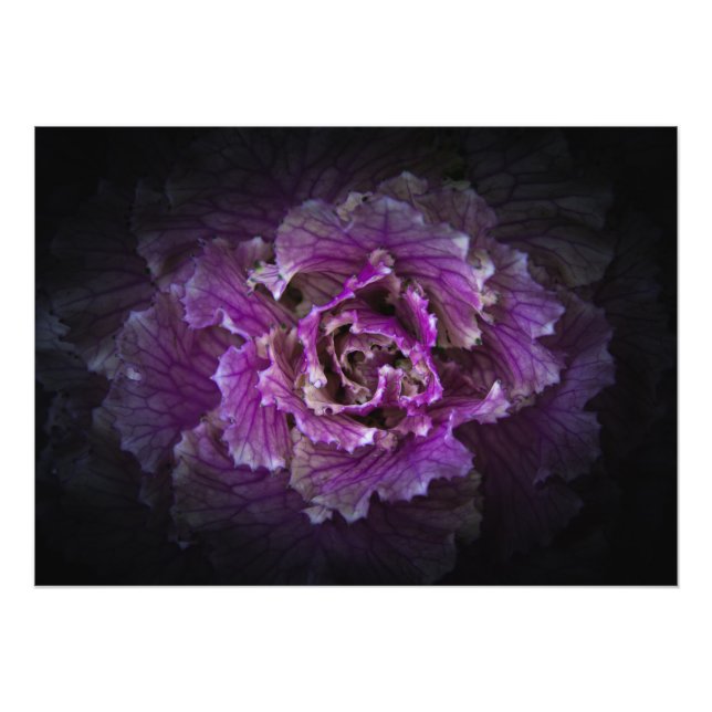 Backyard Flowers No 42 Colour Version Photo Print (Front)