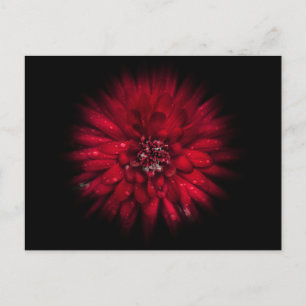 Backyard Flowers No 45 Colour Flow Version Postcard