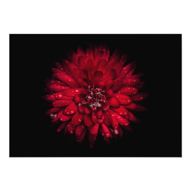 Backyard Flowers No 45 Colour Version Photo Print (Front)