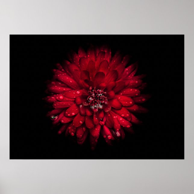 Backyard Flowers No 45 Colour Version Poster (Front)